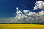 Campo di Colza