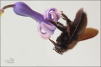 Bzzz