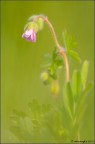 Visto che i miei amati insetti,latitano,ci provo con i fiori......

Nikon D300 300 f4 1/400 sec. f/4 Iso 200 t.as sr