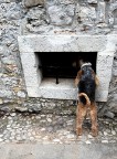 il curiosone