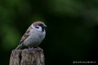 passera mattugia
