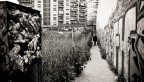Urban Jungle