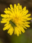 verde su giallo