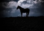 Maremma