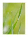 Sfumature delicate