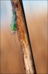 Dittero della famiglia dei chironomidi o chironomi (Chironomidae) da identificare