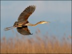 altro airone rosso (Ardea purpurea)