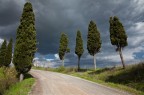 cipressi....