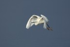 Garzetta in volo