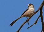 Codibugnolo (Aegithalos caudatus)