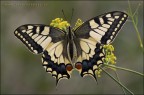 Papilio machaon (linneo, 1758) Papilio machaon (linneo, 1758)