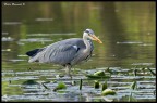 Cenerino a pesca