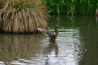 Dancing duck....
