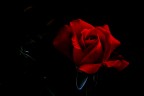 Rosa rossa di Valtellina