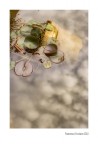 La Sostanza dei Sogni
