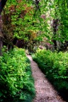 La stradina in mezzo al bosco
