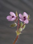 fiorellini rosa