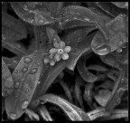 Non ti scordar di me - B&W