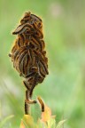un fiore particolare