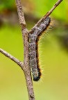 Bruco di Aporia crataegi