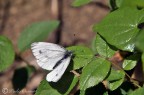 farfalla