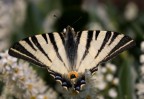 Mi rendo conto che la fotografia non  eccelsa e che la nitidezza non  quella di una vera macro, ma quando me lo sono visto davanti non sapevo pi nemmeno dov'era in tasto di scatto...eheheh non potevo assolutamente farmela scappare...se qualcuno avesse voglia di aiutarmi a sistemarla ho il file .raw
