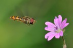 Verso il fiore