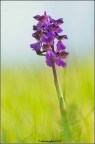 Nikon D300 180mm 1/800 f/6,3 Iso 800 manolibera