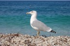 salve sono nuovo......cercher di imparare....commenti e critiche ben accetti