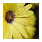 rugiada nel giallo