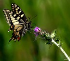 Il battito d'ali di una farfalla dopra un fiore  sempre un momento della natura emozionante :la farfalla ci porta i colori ed i profumi della primavera.