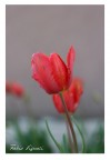 red flower