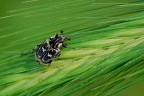Cetonide su avena