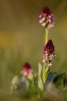 Cominciano a fiorire le mie amate orchide
C&C sempre graditi
Canon5D MII sigma180 f8 1/200 iso200


Ciao
Aldo