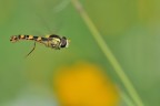 Volo Libero