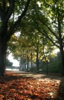l'autunno visto "dal basso"