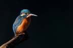 Foto scattata al l'alba con il martin pescatore che si scaldava al sole

D300
500mm
1/250
f:8
iso 400
cavalletto

Grazie per i commenti