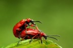 canon eos 50d
sigma 105 f 2,8 macro
f14    1/3s   iso 200+treppiedi e scatto remoto.
suggerimenti e critiche ben accettate.