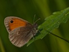 Farfalla in habitat
