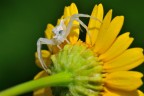 Sul Fiore