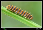 Bruco di Melitaea athalia