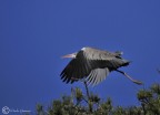 aironi