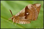 Falena