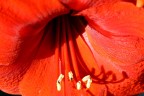 OMBRE ROSSE