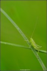 Nikon D300 180mm 1/100 sec f/4.5 Iso 400