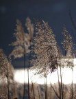Controluce fatto in riva al lago d'Orta