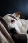 Ritratto del mio cane con il 50mm 1.8 Canon
critiche e consigli graditi