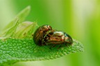 Crysoline americane