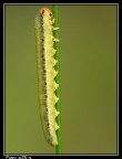 F8,0 t-esp 1/125 iso 80 con ausilio di cavaletto e lente macro raynox m-250