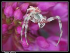 F 8,0 t-esp 1/80 iso 80 con ausilio di cavaletto plump e raynox m-250